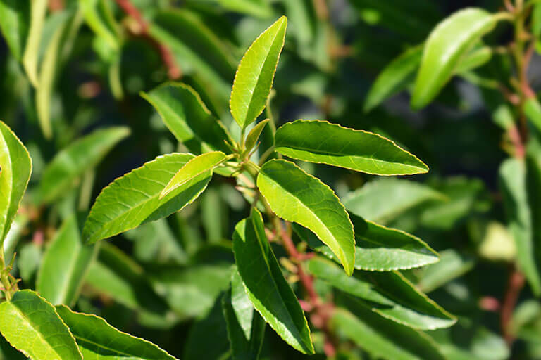 Las hojas del laurel y el feng shui