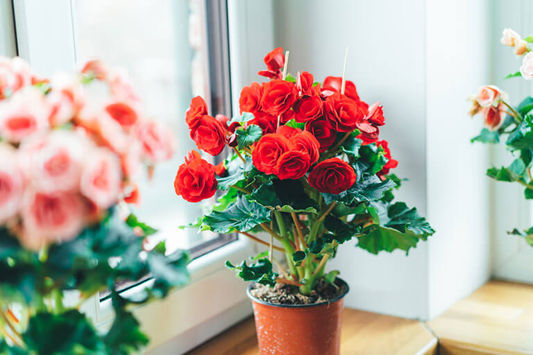 Plantas que ayudan a eliminar la humedad