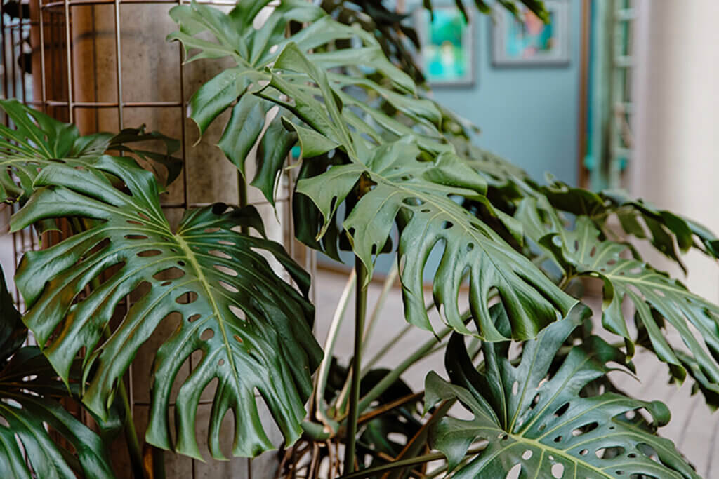 Es una buena idea mirar la planta bajo la lluvia, de vez en cuando.
