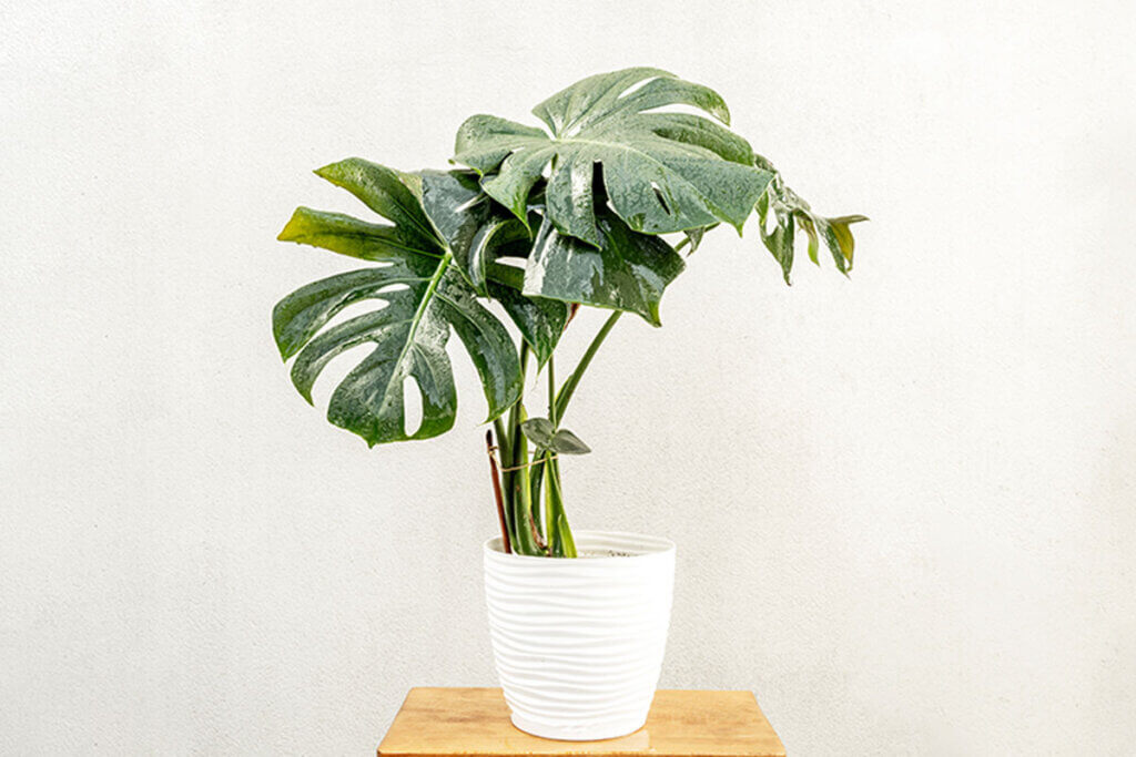 Los cuidados de la costilla de Adán son muy básicos, aptos para principiantes en jardinería.