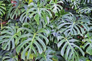 Costilla de Adán: características y cuidados