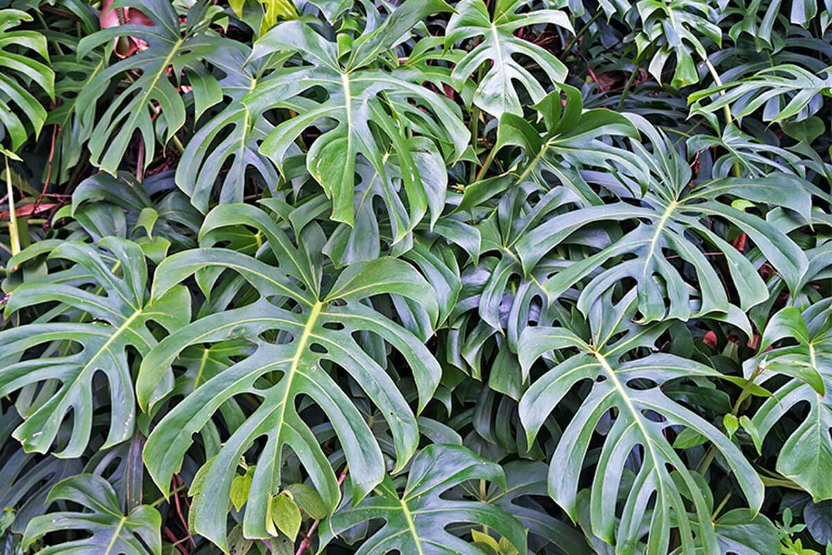 Costilla de Adán: características y cuidados