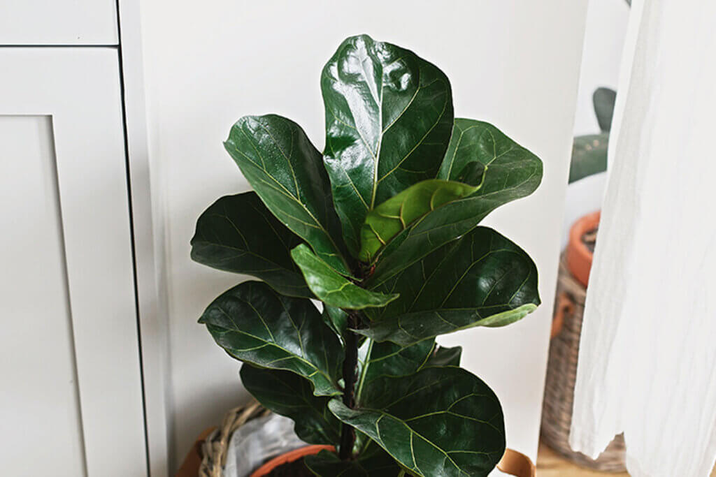 The ficus lyrata enjoys a lot of warm environments, but not direct light.