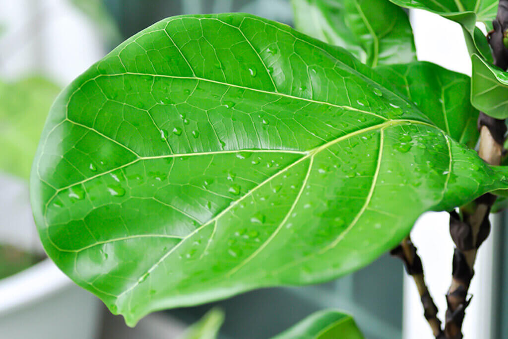 The biggest attraction of this plant is the size, color and appearance of its leaves.