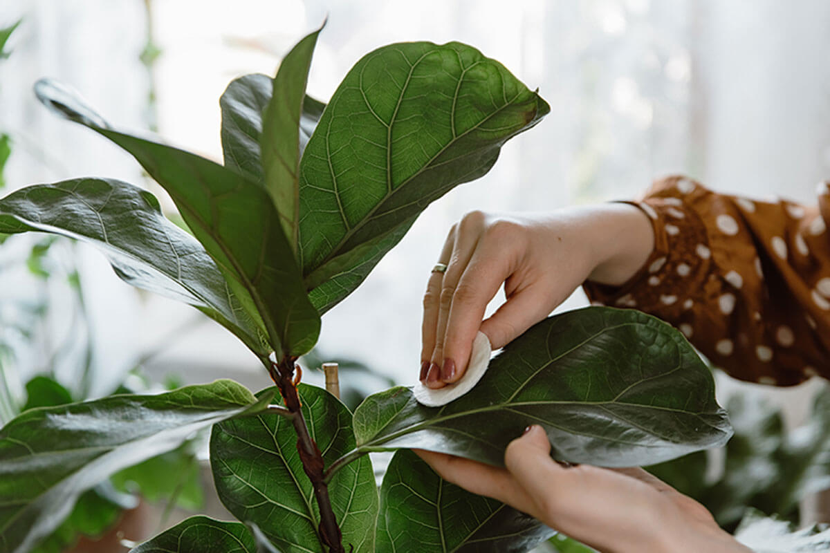 Ficus lyrata: una planta tropical en tendencia