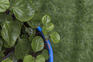 Planta del dinero: variedades y cuidados