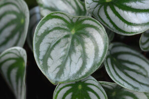 Peperomia, una planta hermosa y de fácil cuidado